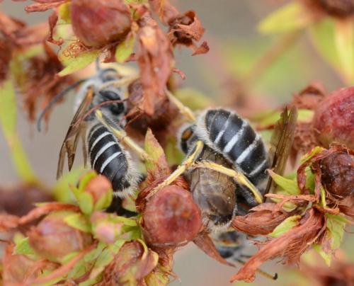 Halictus quadricinctus